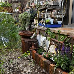 ペチュニア,セイヨウオダマキ,寄せ植え,花壇,サビサビの画像