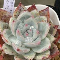 コロラータ,コロラータ タパルパ,多肉植物,多肉大好き,多肉植物 エケベリアの画像