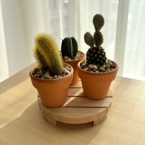 サボテン,竜神木,アデニウム オベスム,キンエボシ,オウゴンチュウ (黄金紐)の画像