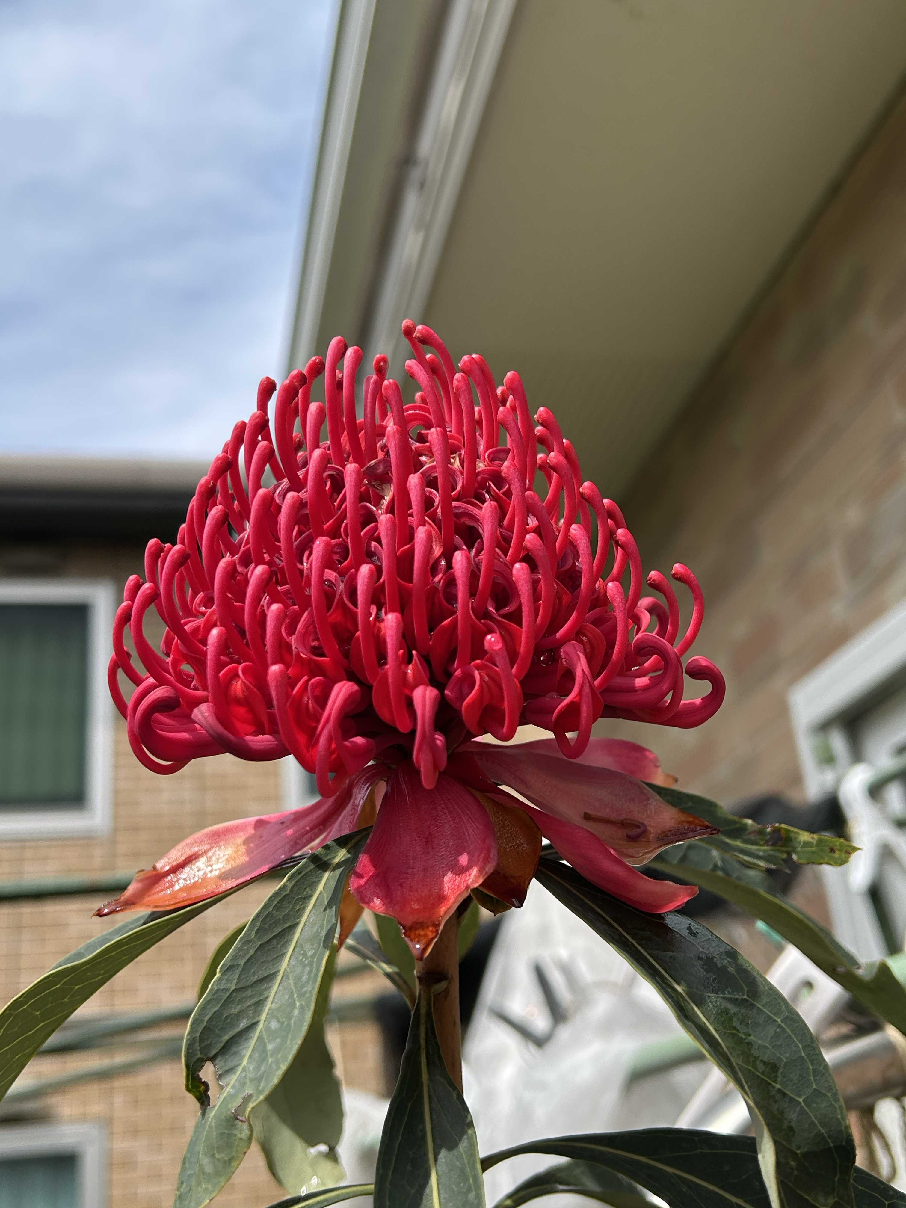 テロペアの一覧｜🍀GreenSnap（グリーンスナップ）