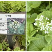 ワサビ,iPhone撮影,コラージュ,素敵✨✨✨,ゴールデンウィークの画像