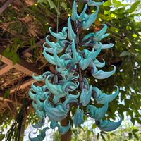 ヒスイカズラ,バオバブ,ソーセージの木,デビルフラワー,広島市植物公園の画像
