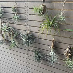 観葉植物,流木,チランジア属,癒し,かわいいな♡の画像