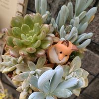 子持ち蓮華,姫秋麗,万宝,多肉植物いろいろ,ピンクルルビーの画像