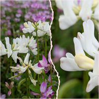 レンゲソウ,白花　レンゲソウ,花のある暮らし,植物好き,自然の不思議の画像