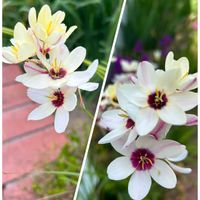 イキシア,白花,南アフリカ原産,アヤメ科の画像