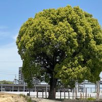 クスノキの画像