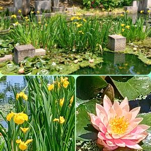 ノイバラ,オオベニウツギ,ショウブ,ドイツアヤメ,八重咲きヒラドツツジの画像