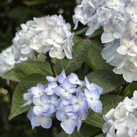 アジサイ,アジサイ,紫陽花,山紫陽花,山あじさいの画像