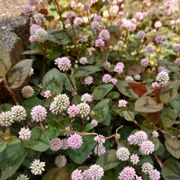 ヒメツルソバ,ヒメヒオウギ (フリージア ラクサ)の画像