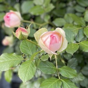 屋上庭園,心地良い風,新宿マルイ,Ｑ-court,近くなった空の画像