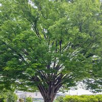 ケヤキ,ケヤキ,フジ,藤棚✨,地域の公園の画像