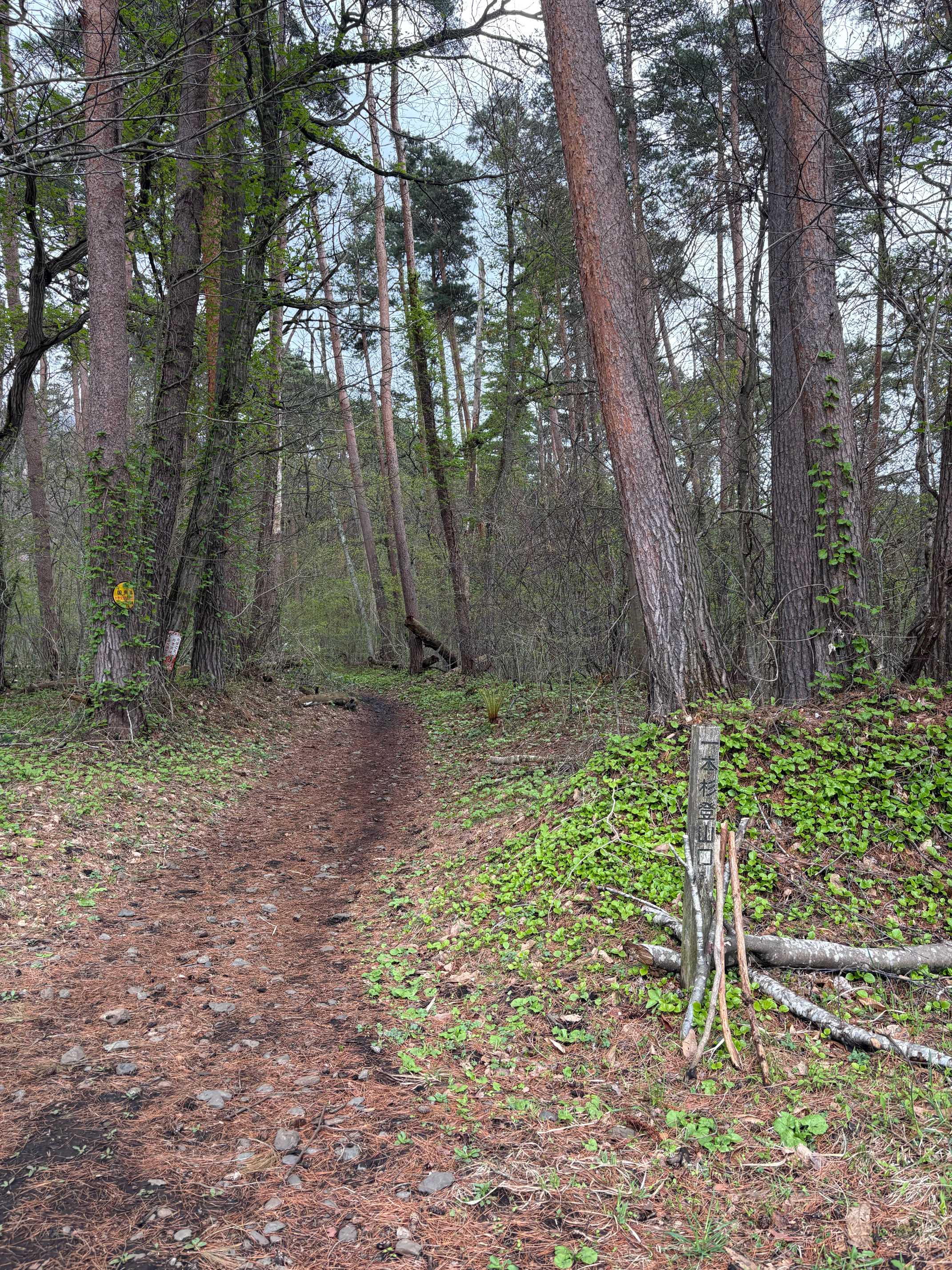 早春の姫神山に咲くお花と蕾 2025.5.5撮影｜🍀GreenSnap（グリーン