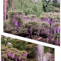 フジ,観光地,GSのみなさんに感謝♡,今日のお花,青い花マニアの画像