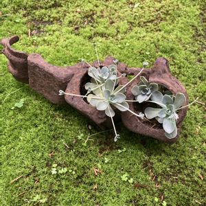子持ち蓮華,サビサビ,苔 (コケ)の画像
