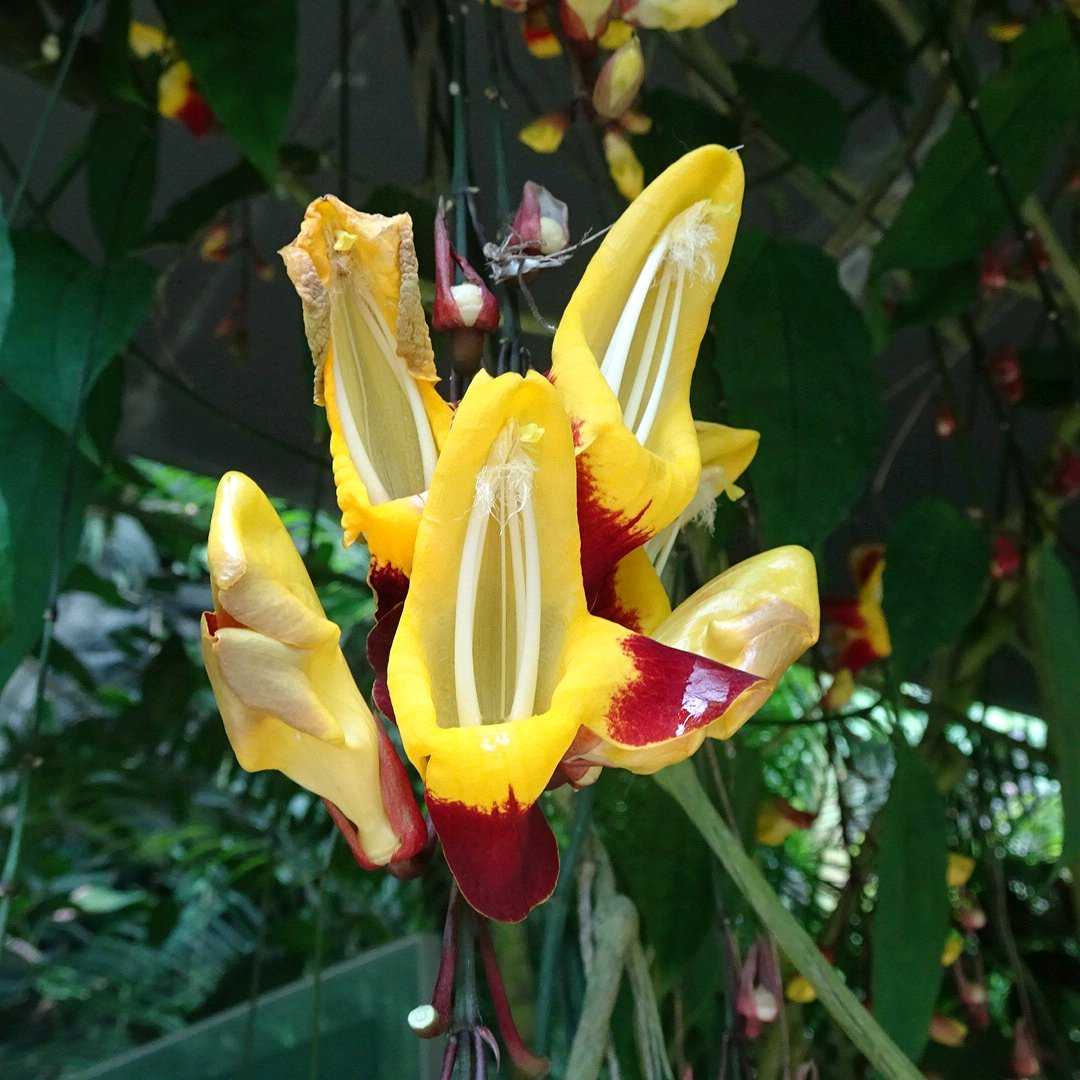 ツンベルギア マイソレンシスの一覧｜🍀GreenSnap（グリーンスナップ）