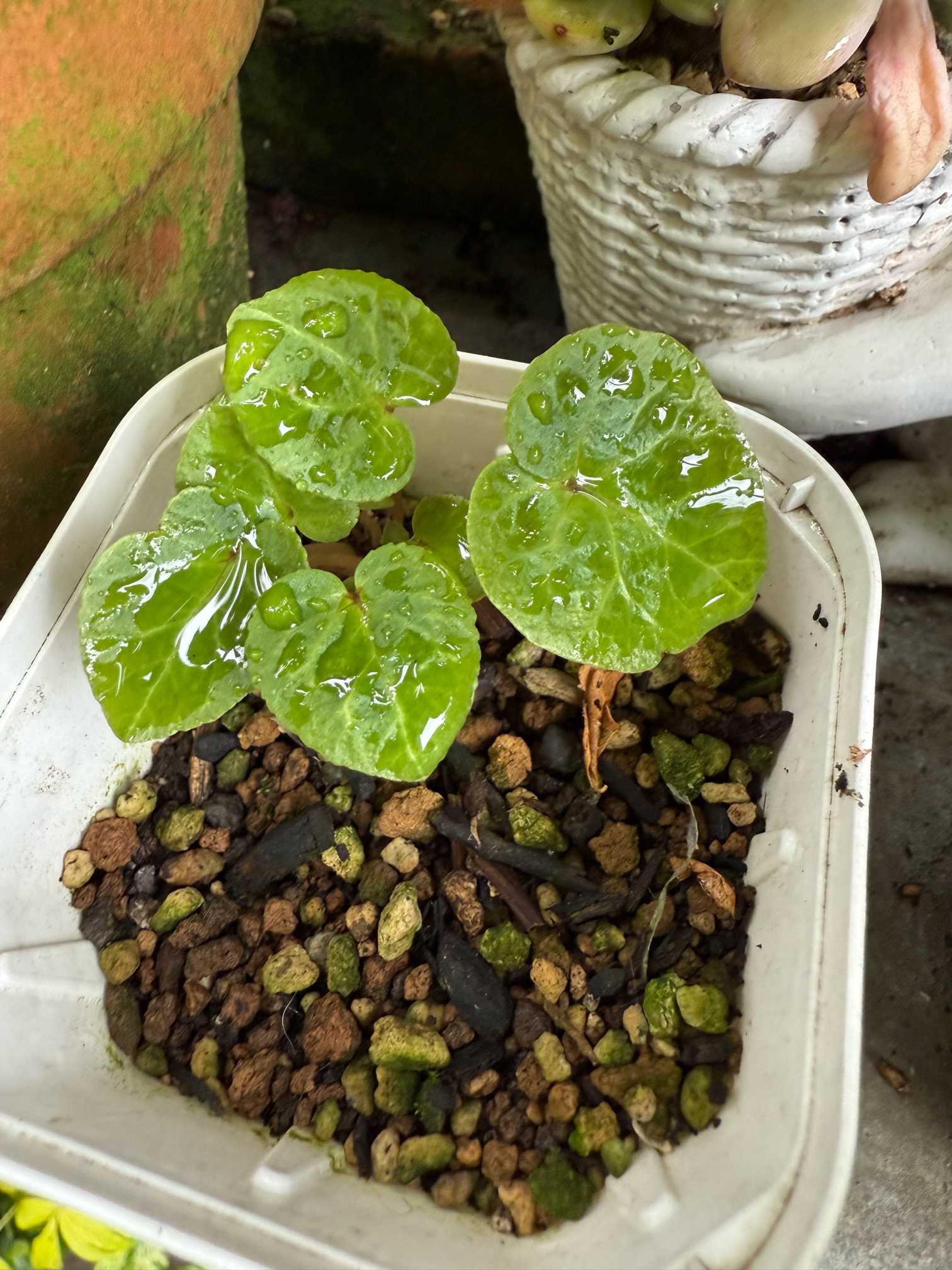 シクラメンのこぼれだねを育てる②｜🍀GreenSnap（グリーン