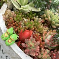 オリヅルラン,多肉植物 寄せ植え,多肉植物 寄せ植え,トランスバール,ブリキのカエルの画像