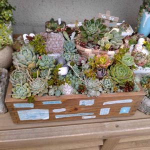 多肉いろいろ,多肉植物,多肉箱庭,紫陽花大好きの画像