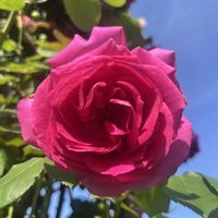 ボロニア,ボロニア・フェテロフィラ,花のある暮らし,植物のある暮らし,バラのある暮らしの画像