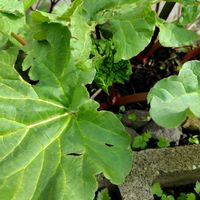 スグリ,ルバーブ,グーズベリーの画像