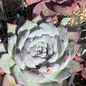 ブラックサバス,多肉植物,エケベリア属,多肉植物とサボテン,多肉植物大好きの画像