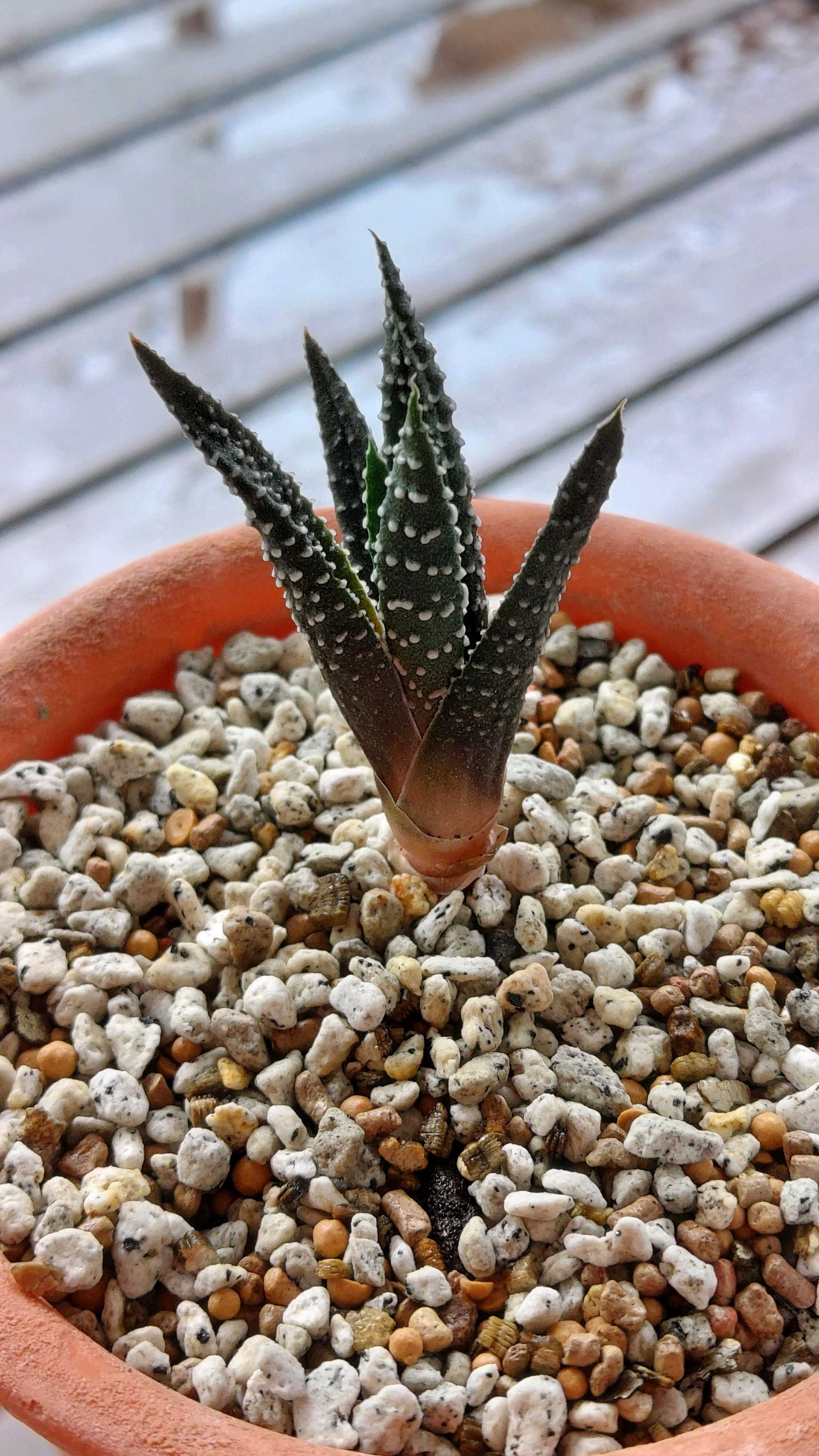 多肉植物 右往左往の記録｜🍀GreenSnap（グリーンスナップ）