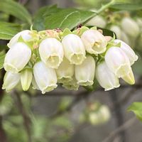 ニリンソウ,プリムラ,こぼれ種ビオラ,ブルーベリーのお花,Green&PETを愛する会の画像