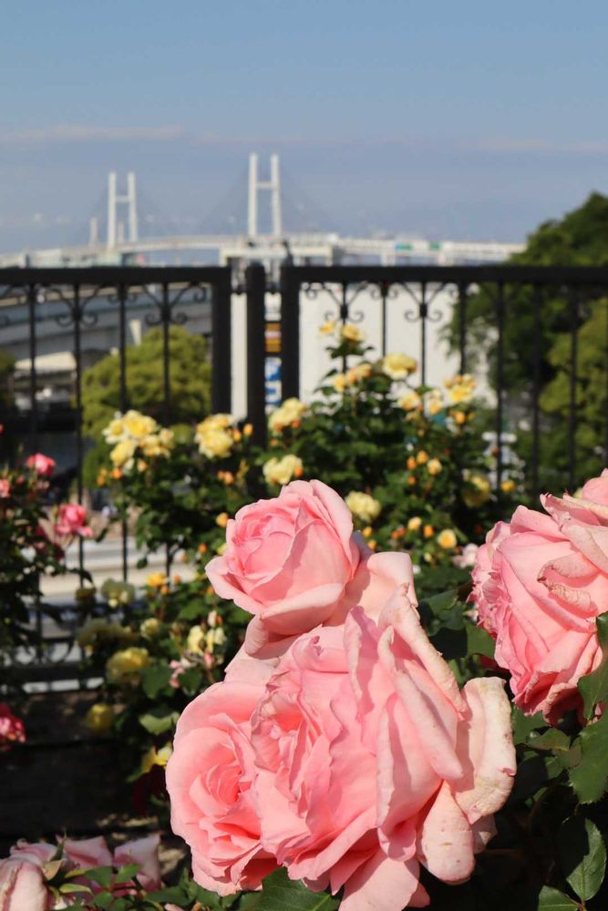 ぴのこさんの港の見える丘公園への投稿
