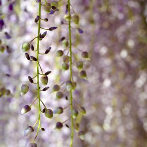 フジ,エディブルフラワー,今日のお花,芽 ･ 蕾の画像