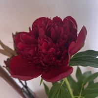 芍薬の画像