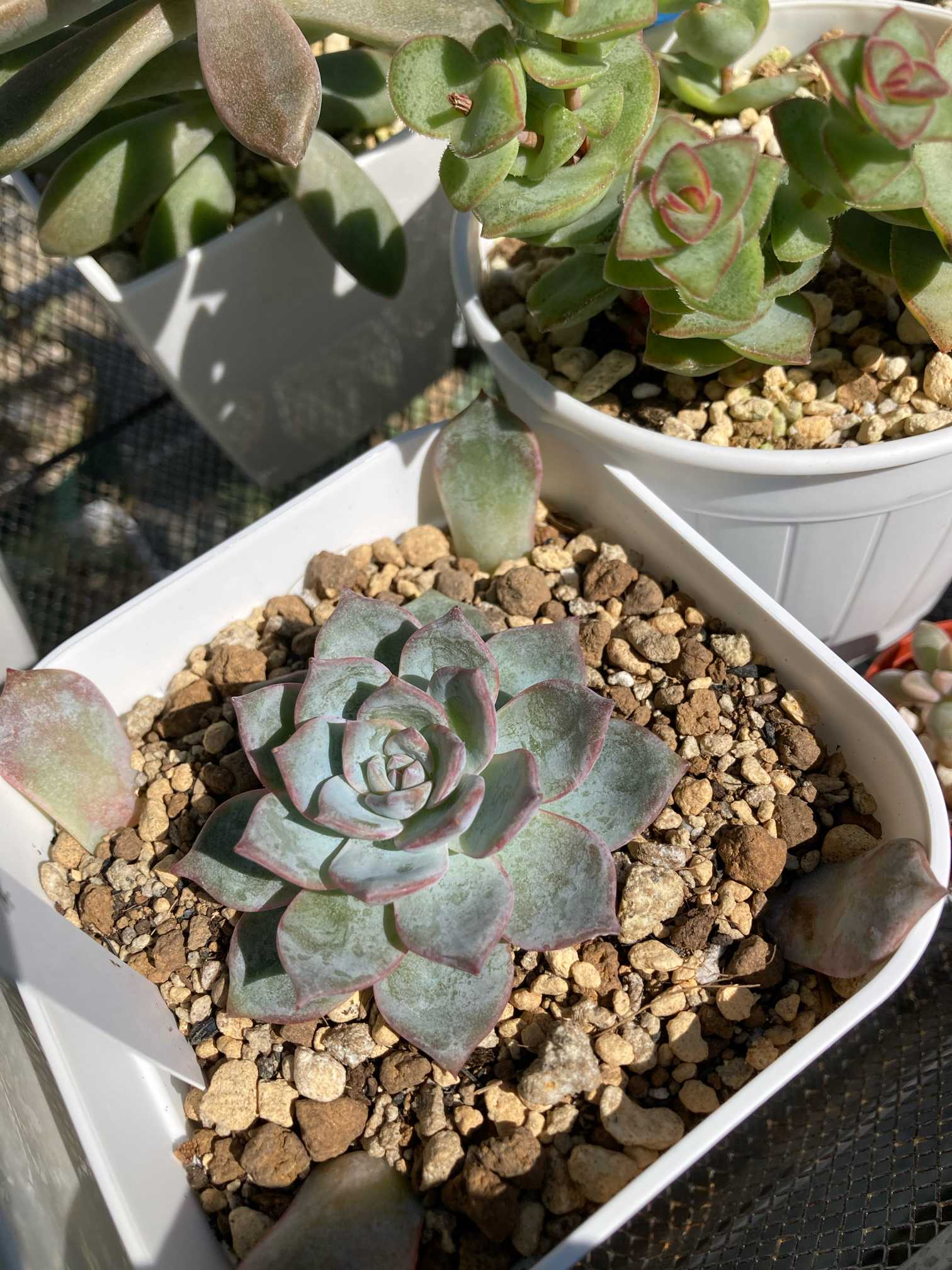 ✨ローラ錦✨ 葉挿し苗 4頭？ 【公式通販】