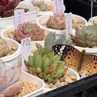 ツマグロヒョウモン,多肉植物,多肉大好き,多肉植物 エケベリア,多肉中毒の画像