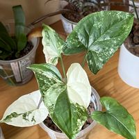 シンゴニウム,シンゴニウム・フレンチマーブル,観葉植物,ハイドロカルチャー,サトイモ 科の画像