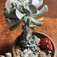 トップスプレンダー,多肉植物,今日も笑顔で♡,ムッチリぷくぷくの日,6日はカエルの日の画像