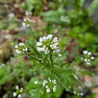 タネツケバナ,山野草,ちっちゃいものクラブ,野の花山の花の画像