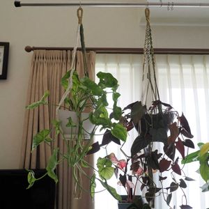シンゴニウム,シンゴニウム・チョコレート,シンゴニウム・ミルクコンフェッティ,観葉植物,プラントハンガーの画像