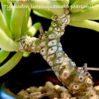 チレコドン　白象,Tylecodon luteasquamata,Tylecodon luteosquamata pearsonii,カクタス広瀬,窓辺の画像