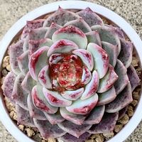花うらら,チワワエンシスYecora,レッドベルベット,テラスの画像