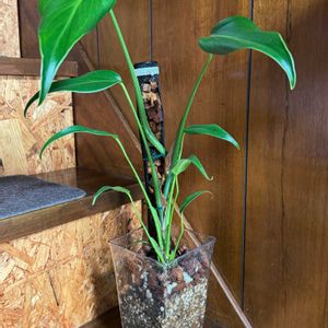 モンステラ,モンステラ　バールマルクスフレーム,観葉植物,植え替え,ダイソー鉢の画像