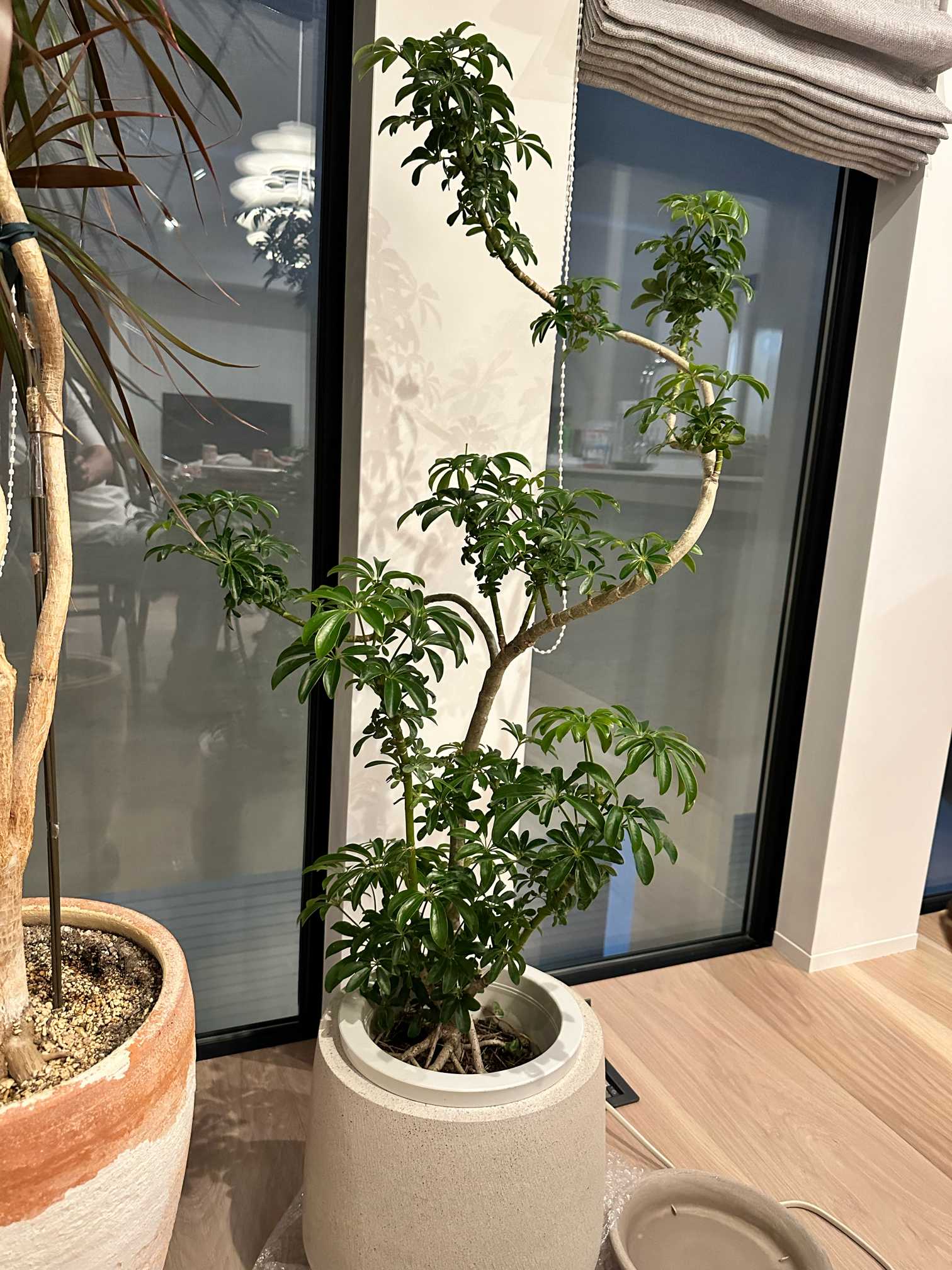 シェフレラコンパクタの成長記録｜?GreenSnap（グリーンスナップ）