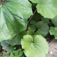 ツワブキの画像