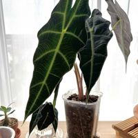 アロカシア・アマゾニカ,観葉植物,初心者の画像