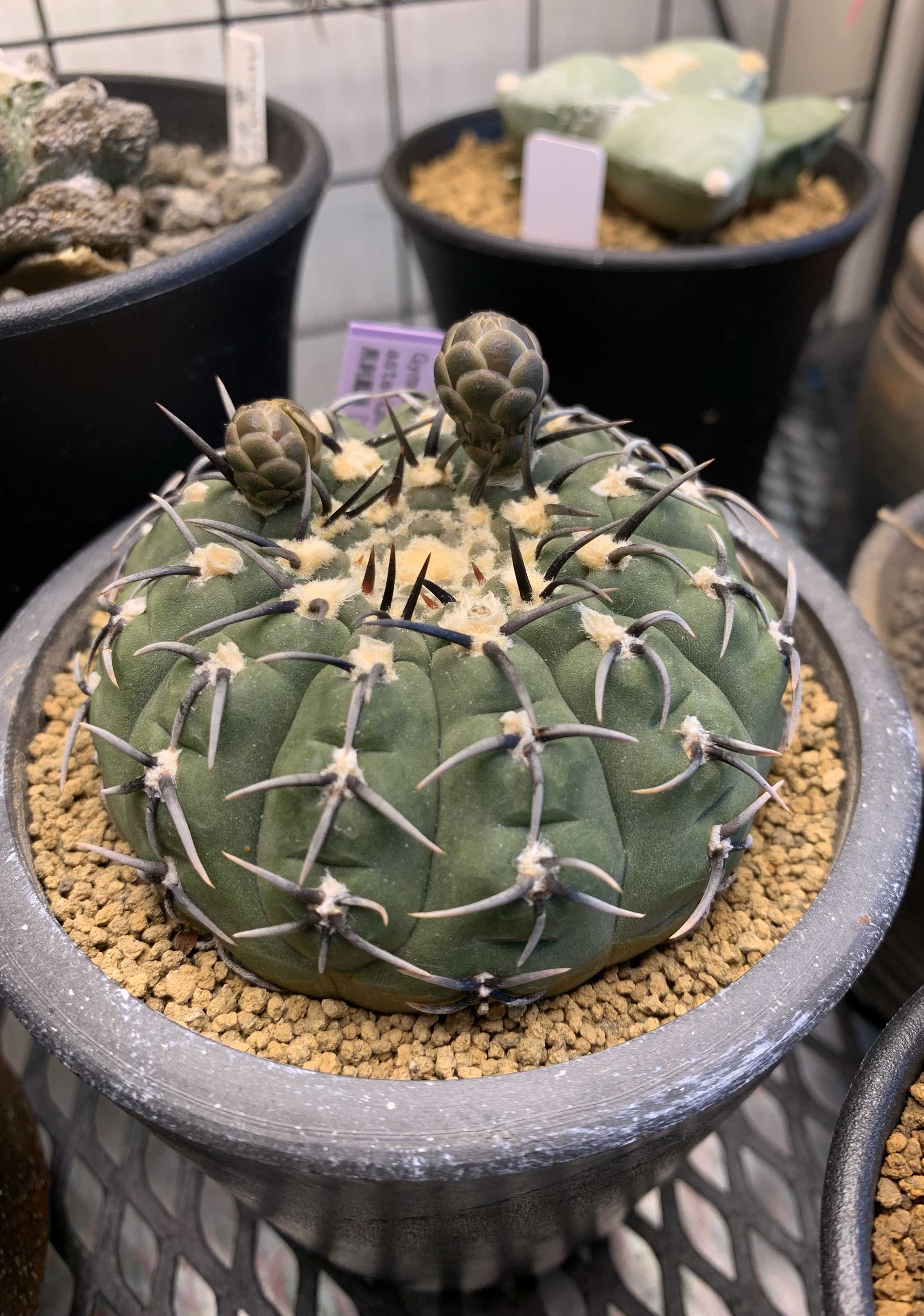 黒刺鳳頭の一覧｜🍀GreenSnap（グリーンスナップ）