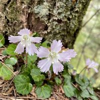 イワウチワ,スミレ,フモトスミレ,山野草,山歩きの画像