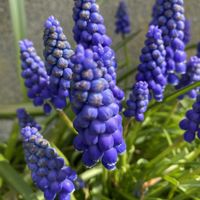 チオノドクサ,チオノドクサ,北海道から,遅い春,小さな庭の画像