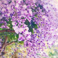 フジ,今日のお花,Love & Peace,半分そら,ありがとう♡︎⸜( ´ ꒳ ` )⸝♡︎の画像