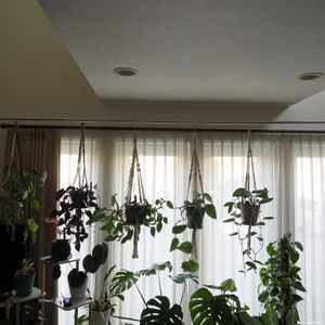 コーヒーの木,観葉植物,プラントハンガー,吹き抜け,ハンギングの画像