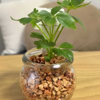 シェフレラ,シェフレラレナータ,観葉植物,ハイドロカルチャーの画像