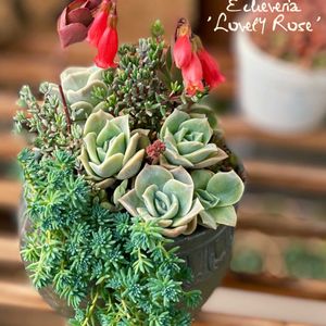 七福神,ラブリーローズ,寄せ植え,多肉植物,多肉植物寄せ植えの画像